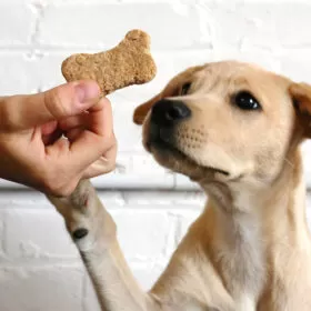 snacks